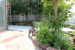 花壇を探索中の猫